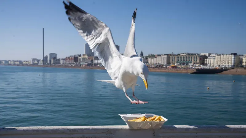 Wings of Fury: Why the Seagull Is the Last True Punk Left in Britain